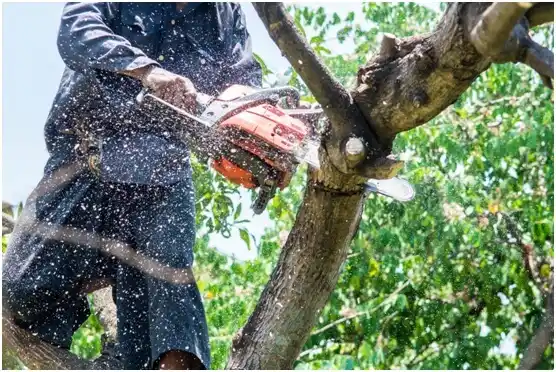 tree services University of Virginia